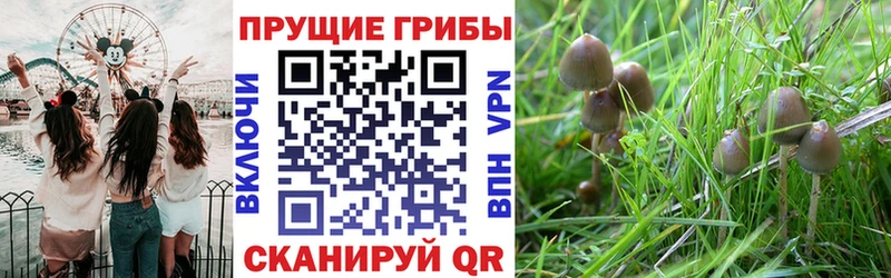 OMG зеркало  продажа наркотиков  Зверево  Галлюциногенные грибы Magic Shrooms 